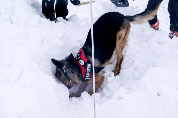 search and rescue dogs, Wrocław University of Environmental and Life Sciences, WUELS