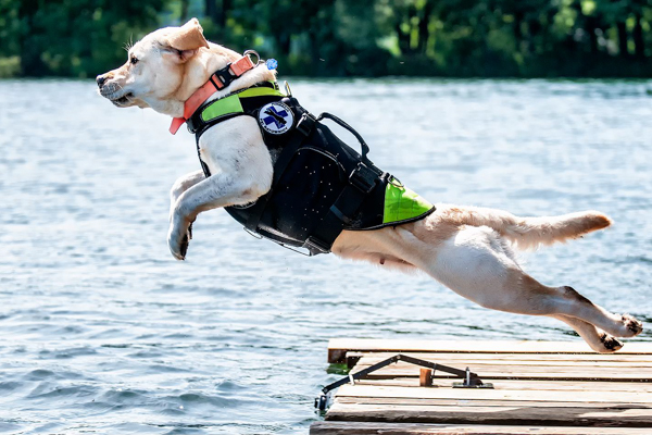 search and rescue dogs, Wrocław University of Environmental and Life Sciences, WUELS