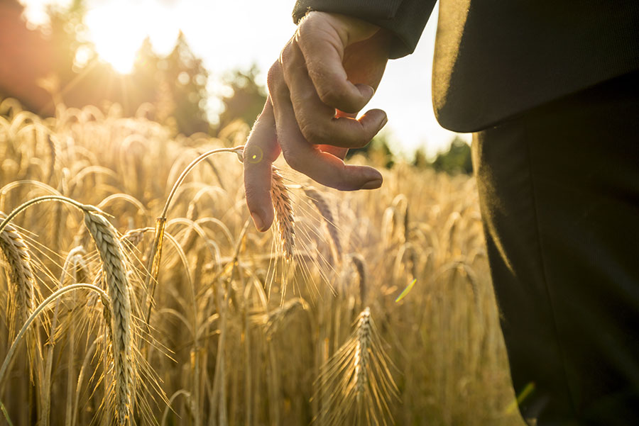 wheat field