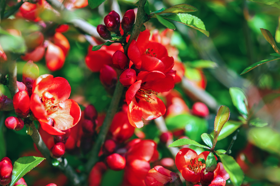 chaenomeles-japonica.jpg