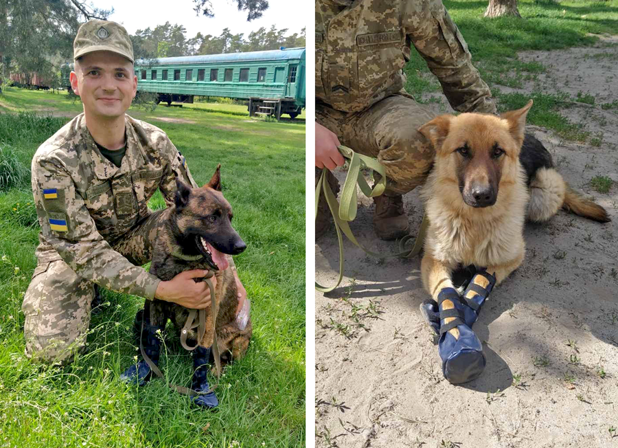 Psy tropiące materiały wybuchowe dostały od naszych weterynarzy specjalne buty na łapy