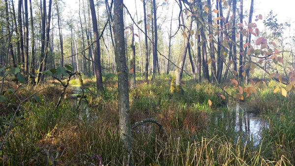 dr Joanna Markowska prof Laura Radczuk zdjęcie ilustracyjne podmokły las