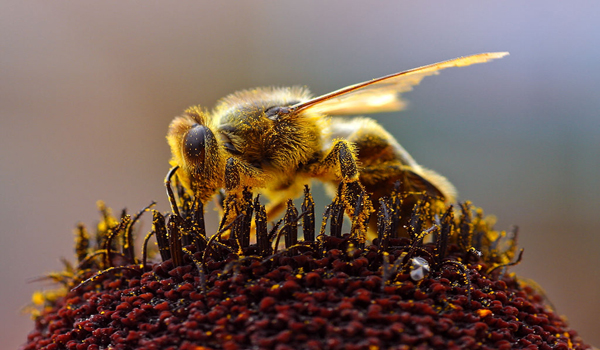 Zdjęcie ilustracyjne walentynki w przyrodzie pszczoły