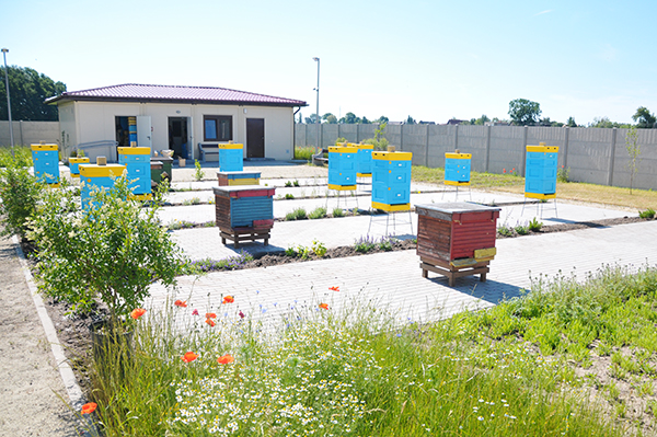 uniwersytet przyrodniczy we wrocławiu upwr rolniczy zakład doświadczalny swojec pasieka ule pszczoły