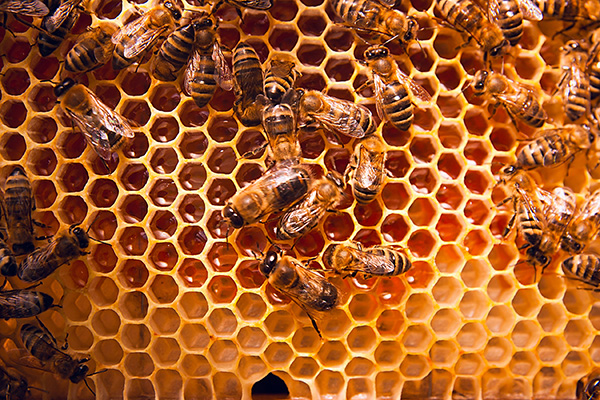 pszczoły w mieście pasieka uniwersytetu przyrodniczego we wrocławiu upwr
