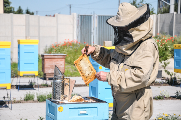 uniwersytet przyrodniczy we wrocławiu pasieka pszczoły profesor chorbiński ule