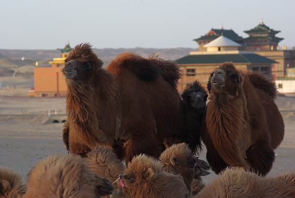 Tournée zespołu „Jedliniok”: Rosja i Mongolia, wielbłądy na pustyni gobi