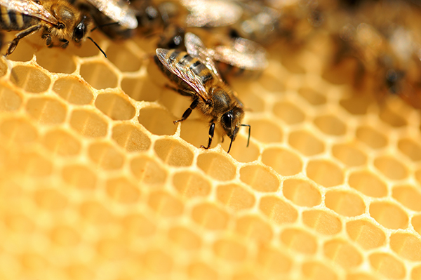 uniwersytet przyrodniczy we wrocławiu pszczoły