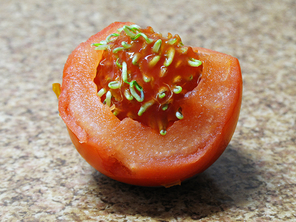 pomidor_kielki.jpg