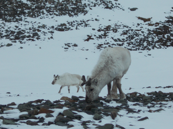 spitsbergen-3