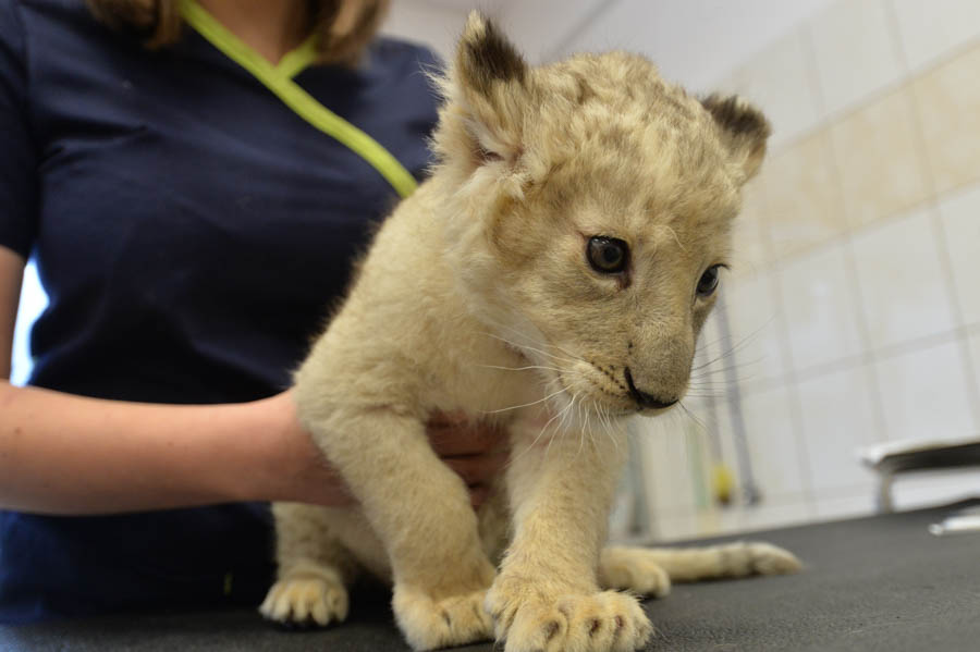 Kari, młoda, 30-kilogramowa, biała lwica na wizycie diagnostycznej w klinikach UPWr