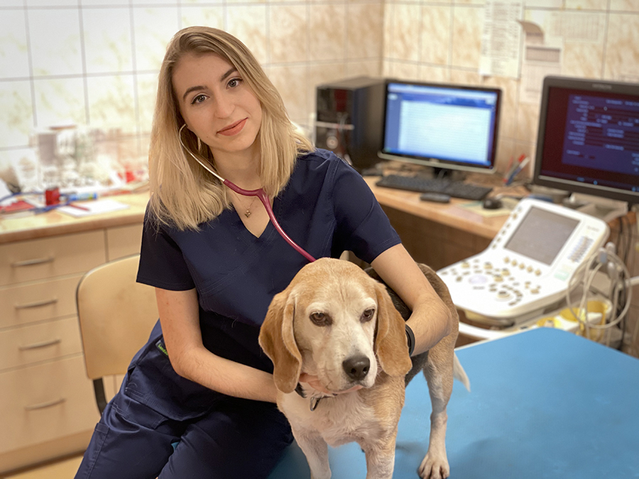 Marta Kawicka w gabinecie na Wydziale Medycyny Weterynaryjnej Uniwersytetu Przyrodniczego we Wrocławiu stetoskopem osłuchuje psa rasy beagle.