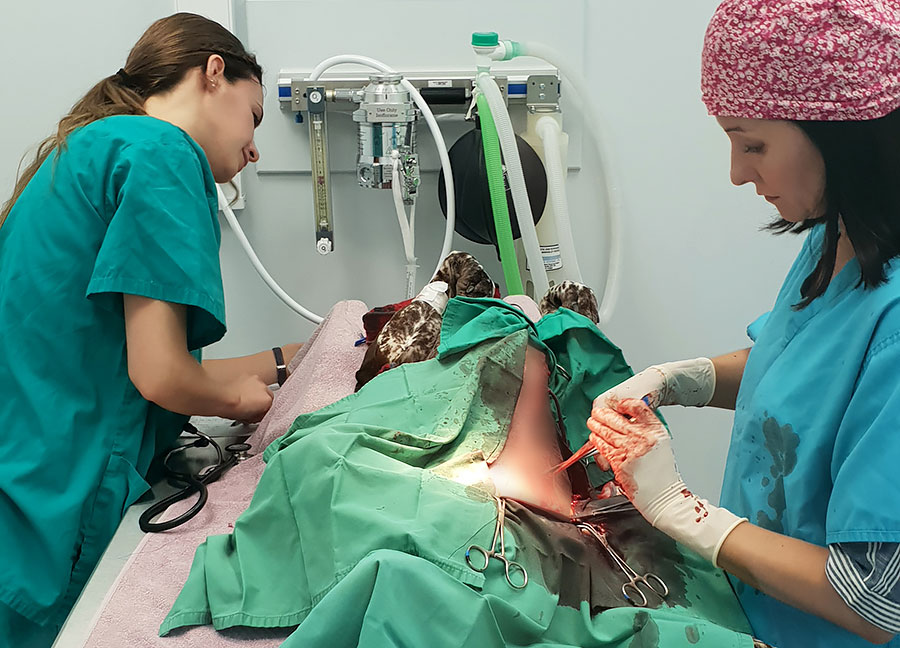 Magdalena Doherty podczas przeprowadzania operacji