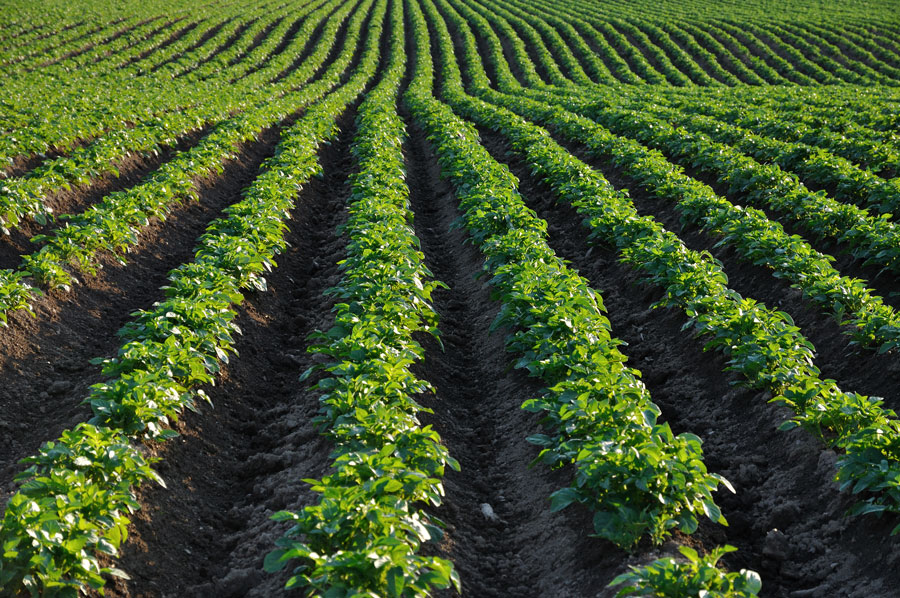 Pole ziemniaków – każdą nową odmianę badanie się i rejestruje na wniosek hodowcy fot. Shutterstock