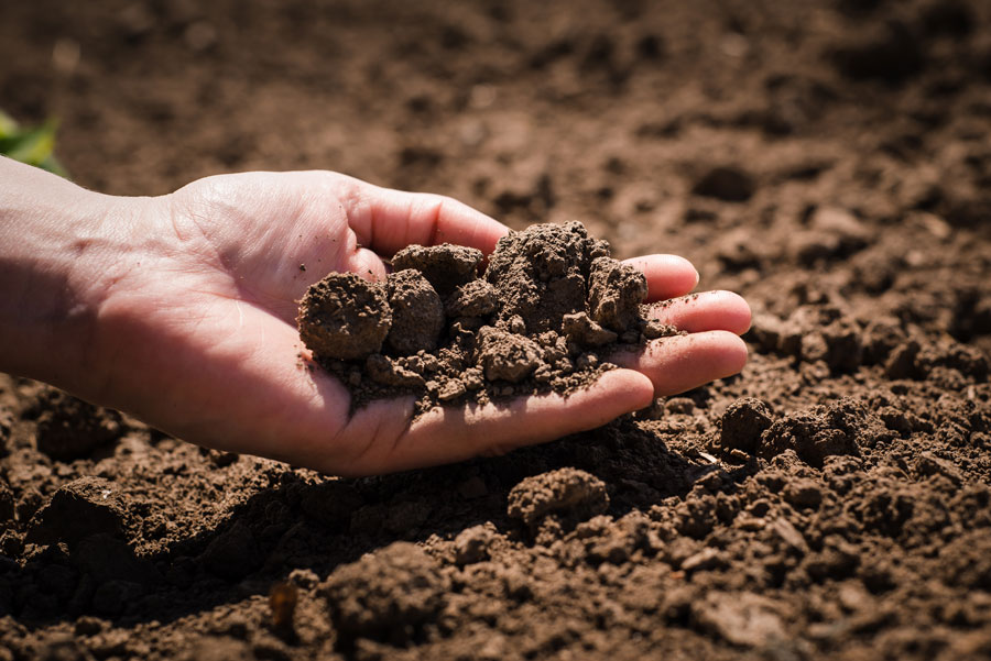 Szkoła Doktorska zgłosiła też projekt doktoratu „Analiza mikrobiomu gleby na terenach zanieczyszczonych przemysłowo"