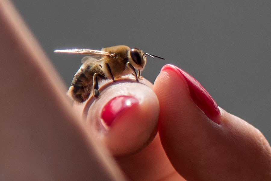 pszczola-adrian-kulik.jpg