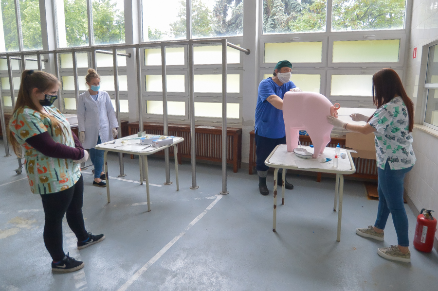 Lekcja praktyczna dotycząca sztucznej inseminacji świń przy użyciu fantomu. Lekcję prowadzi dr Grzegorz Dejneka.
