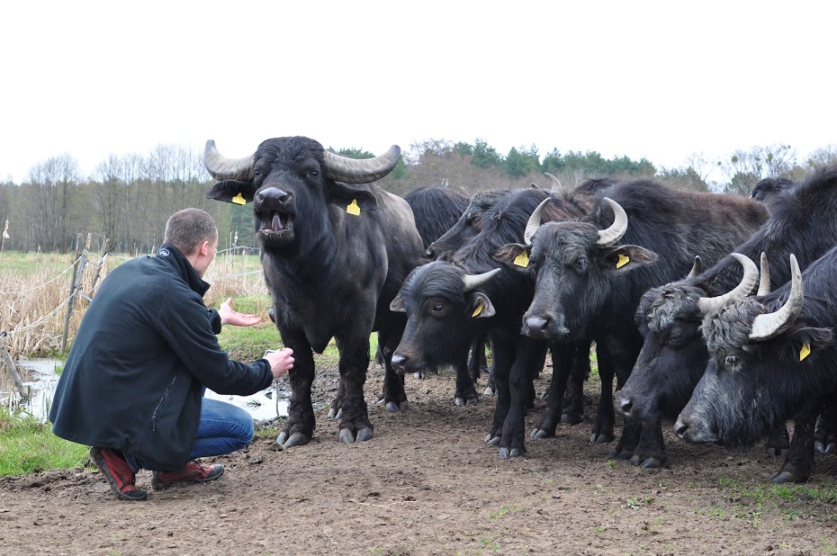 Badania prof. Roberta Kupczyńskiego dotyczą wpływu olejków eterycznych na mikrobiom bydła