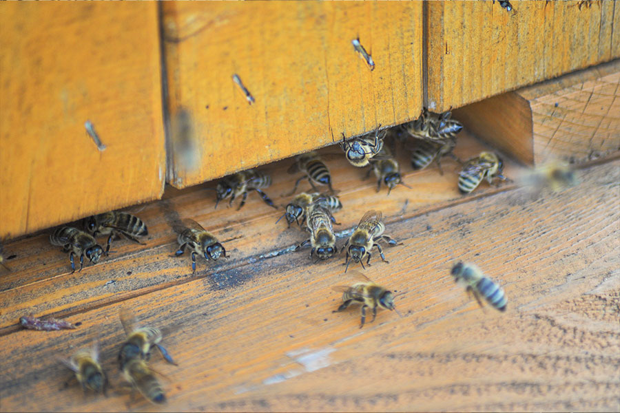 pszczoły pod ulem