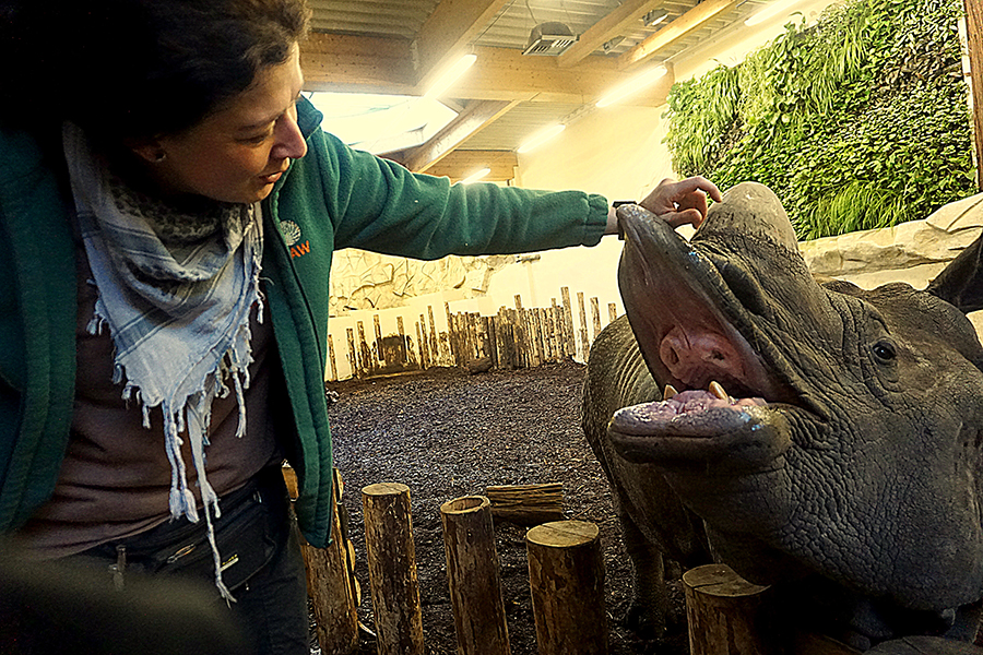 Justyna Nowicka przeprowadza trening medyczny nosorożca