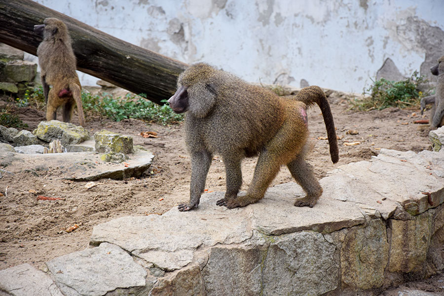 Pawiany – zawsze budzą zainteresowanie odwiedzających zoo