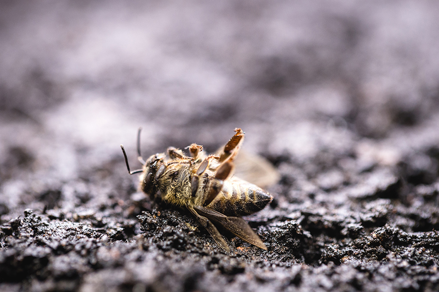 Jedna pszczela rodzina daje rocznie ok. 20 kilogramów biomasy