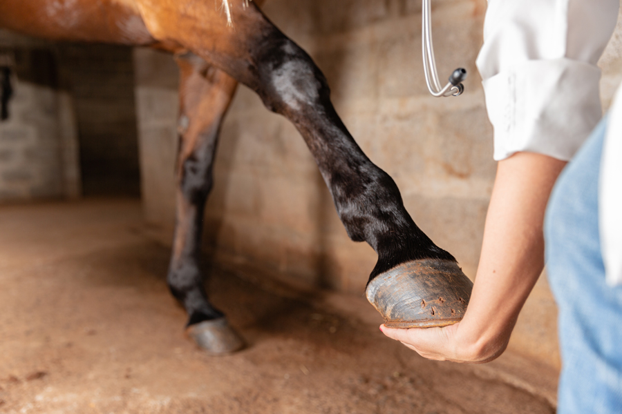 Naukowcy nie wykluczają, że metoda opracowana dla koni, będzie mogła być wykorzystana w leczeniu ludzi
