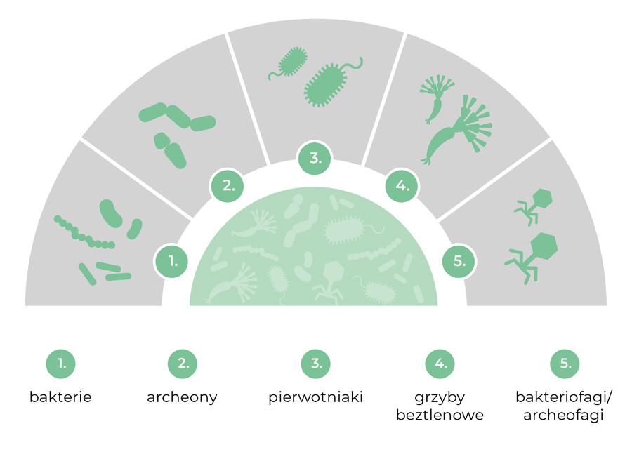 Skład mikrobiomu przeżuwaczy