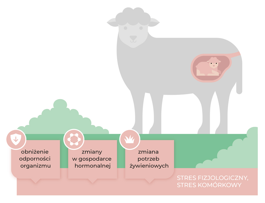 Wpływ ciąży na organizm samicy owcy
