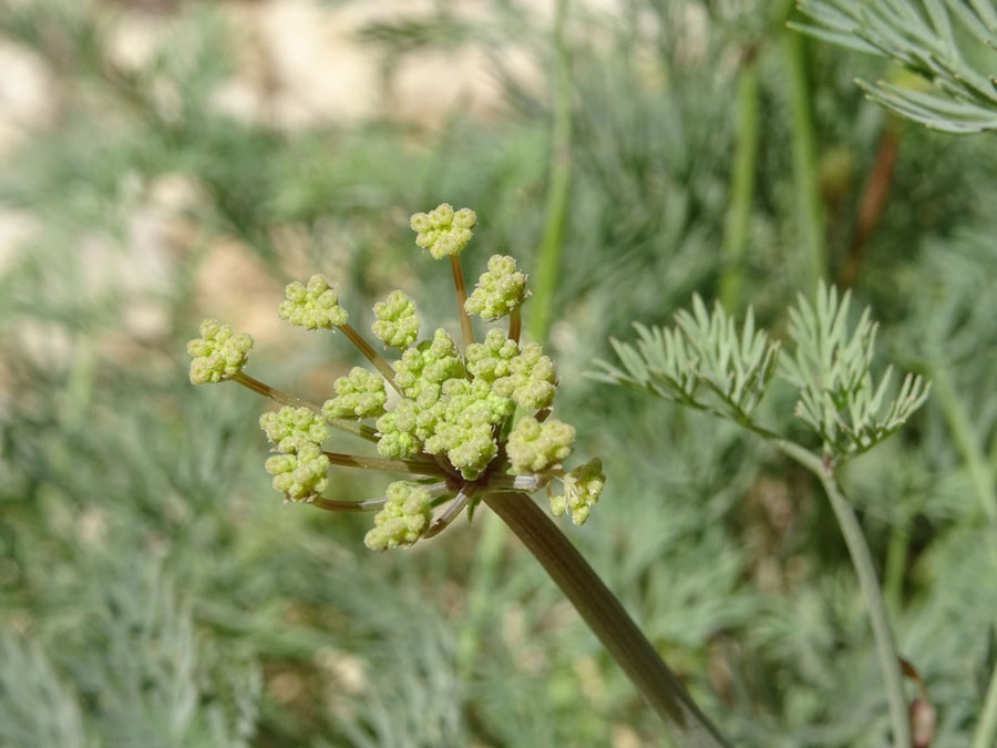 ducrosia enethifolia