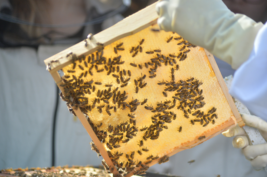 Dowiecie się też, czy da się przeżyć bez zapylaczy, czyli m.in. pszczół