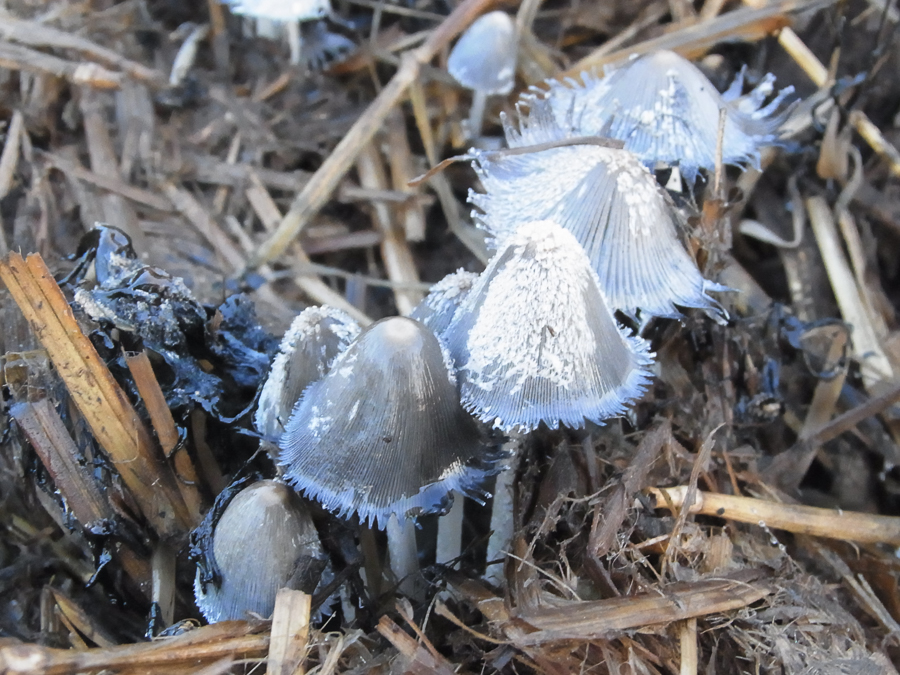 Grzyby kapeluszowe (Coprinopsis cinerea) – prof. Lazar pracował nad nimi rok. w ETH w Szwajcarii