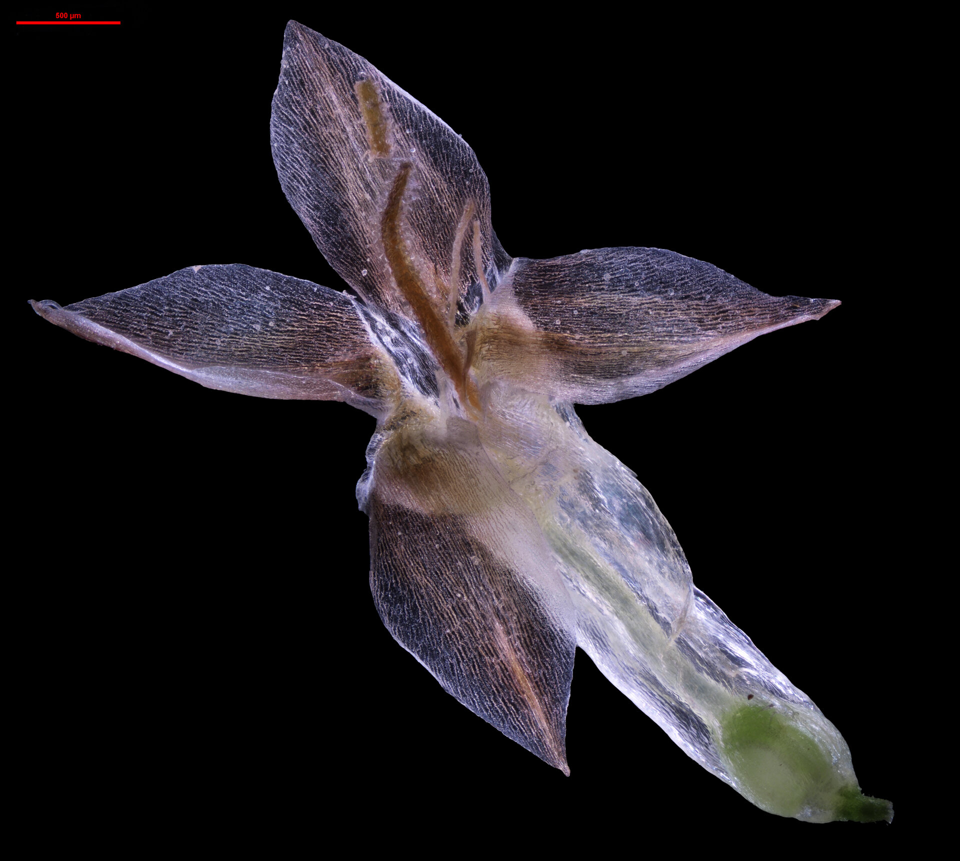 plantago_lanceolata_-_mikroskop_-_kwiat_df-1.jpg