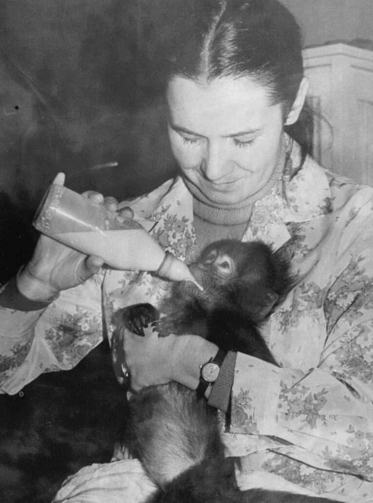 Hannę Gucwińską miliony Polaków znały przede wszystkim z programu "Z kamerą wśród zwierząt"