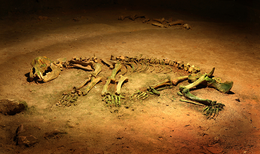 skamieniałości niedzwiedzia