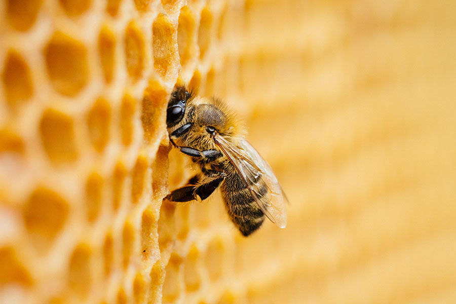 Pszczoła miodna. W Polsce leczy się jedną jednostkę chorobową, atakującą te owady – warrozę
