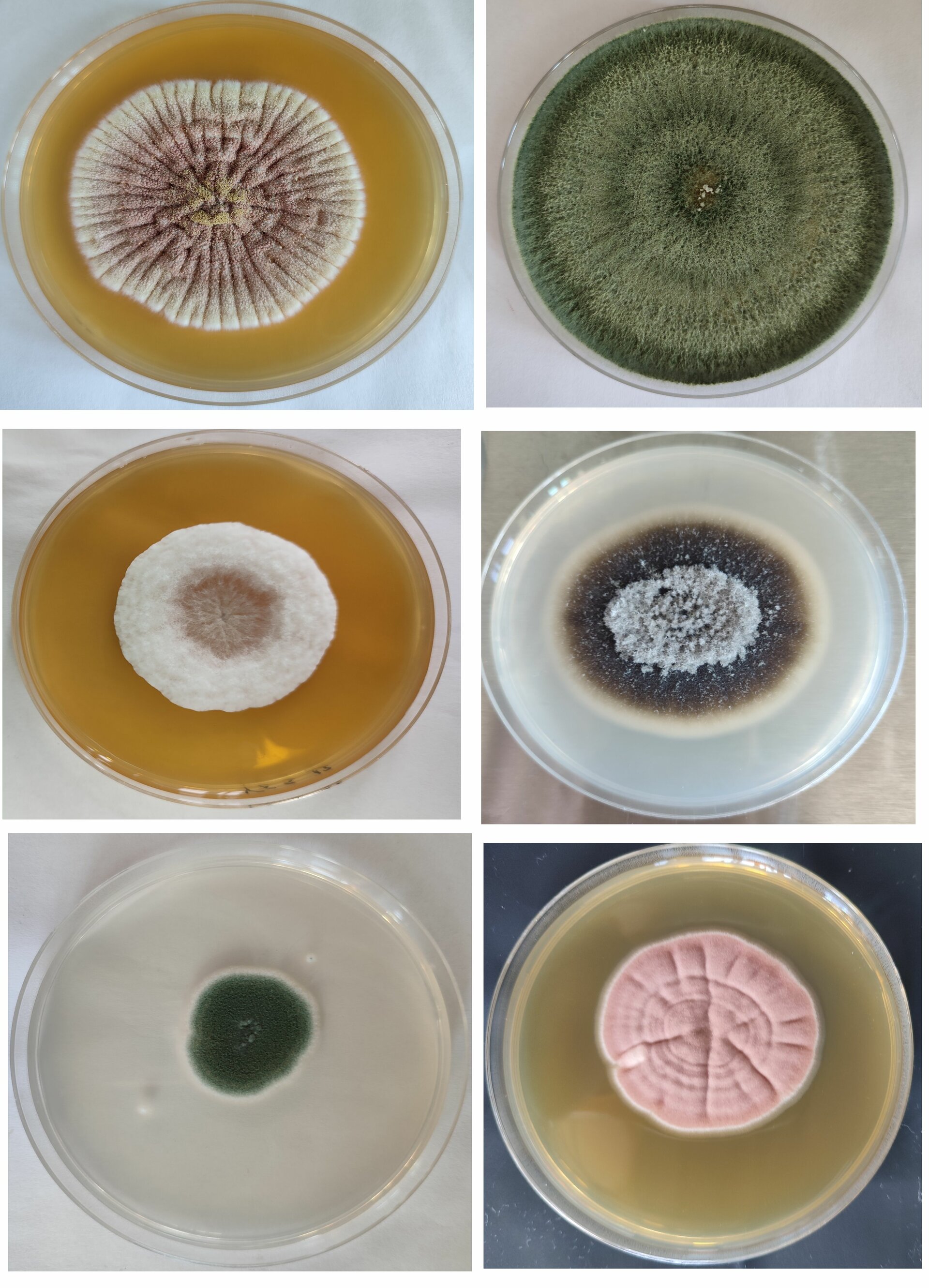some_of_the_isolated_endophytic_fungi.jpg