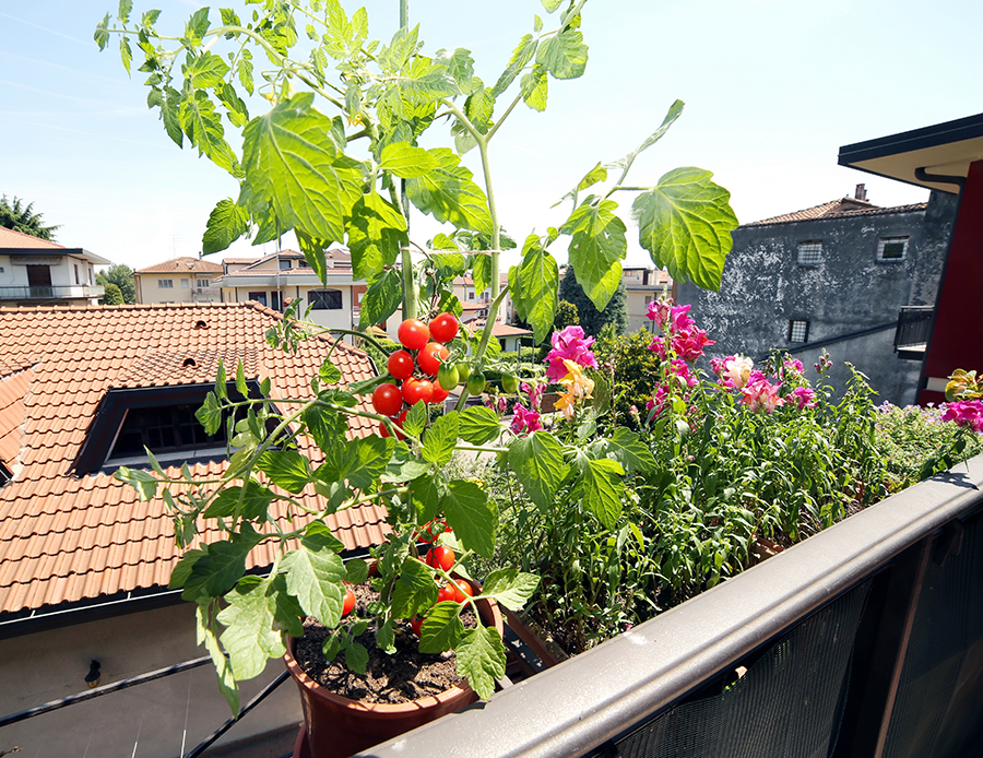 Miejskim rolnikiem jest też właściciel balkonu, który na tym balkonie hoduje... pomidory