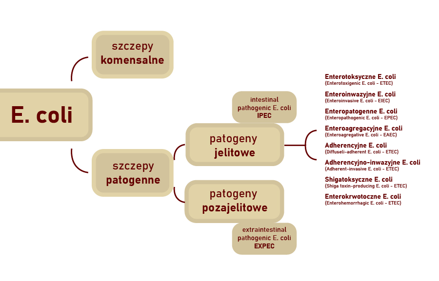 e_coli-1.jpg