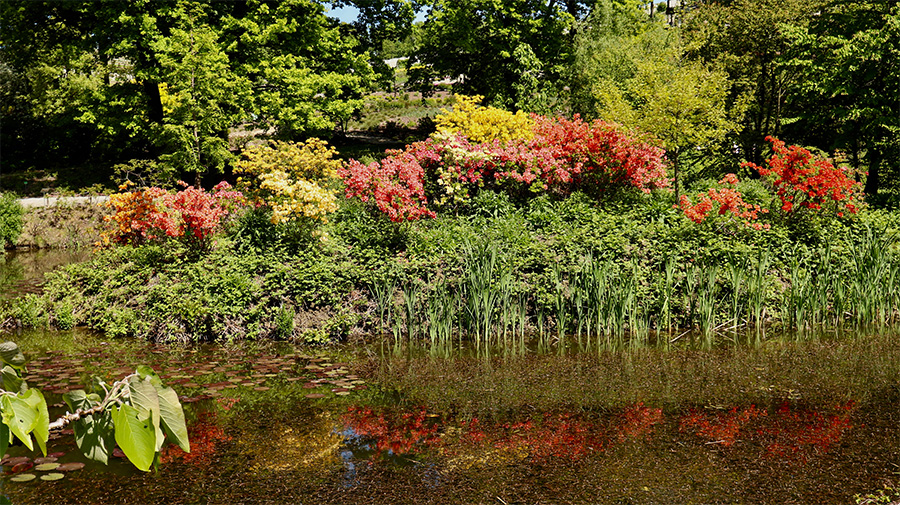 Arboretum w Wojsławicach – zdaniem prof. Bąbelewskiego najpiękniejsze w Polsce