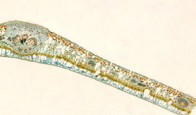 zdjęcie mikroskopowe figowca sprężystego