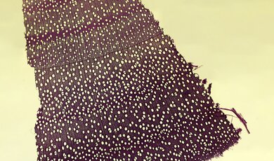 Salix fragilis pod mikroskopem